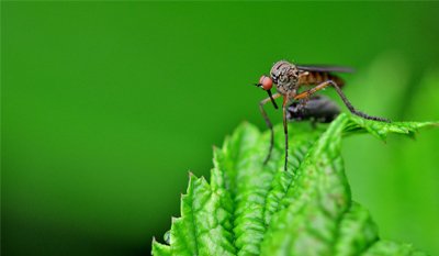 Mosquito Control Services in Columbus, OH: Tuff Green Lawn